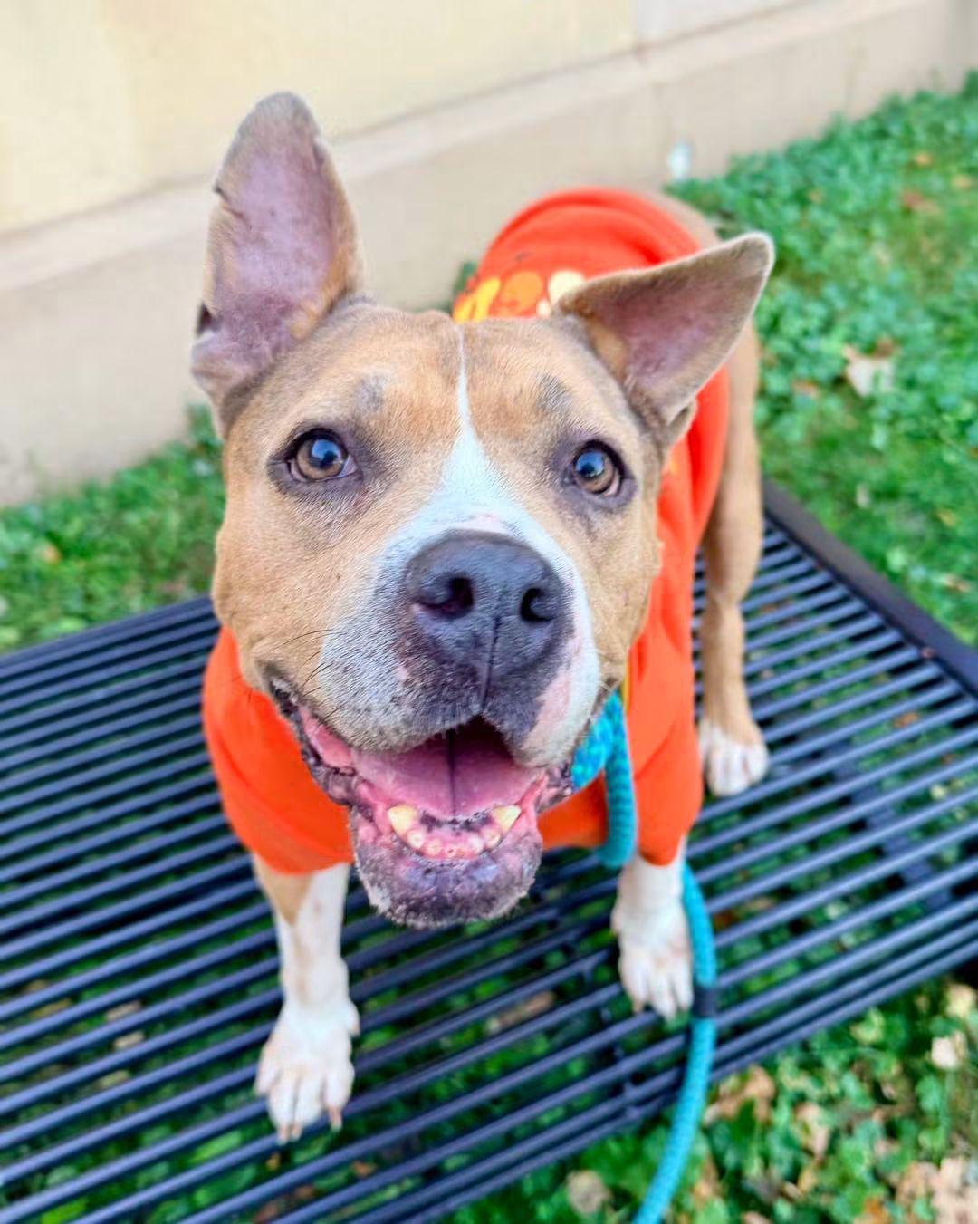Enlarge Moira, a Adoptable mixed breed in Buffalo, NY image 2/6