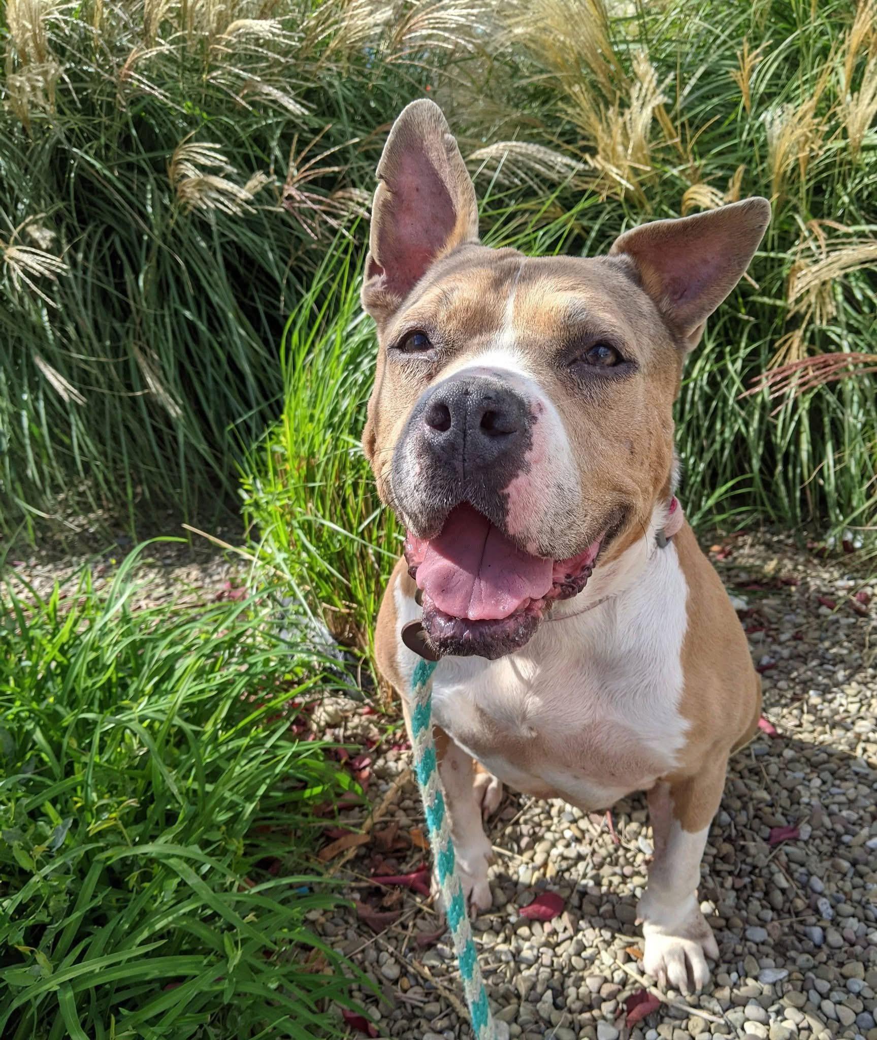 Enlarge Moira, a Adoptable mixed breed in Buffalo, NY image 1/6