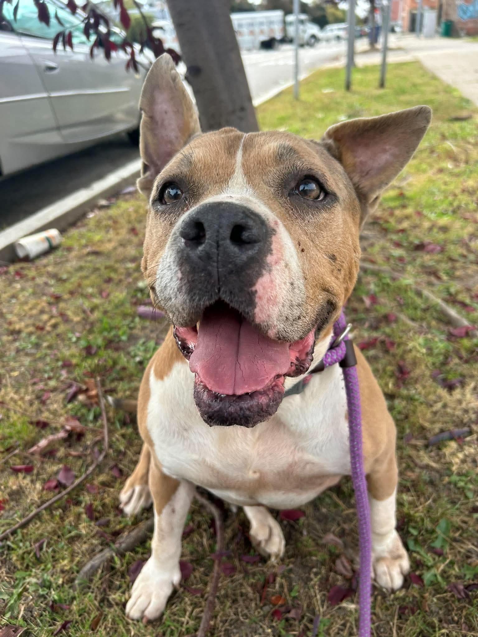Enlarge Moira, a Adoptable mixed breed in Buffalo, NY image 4/6