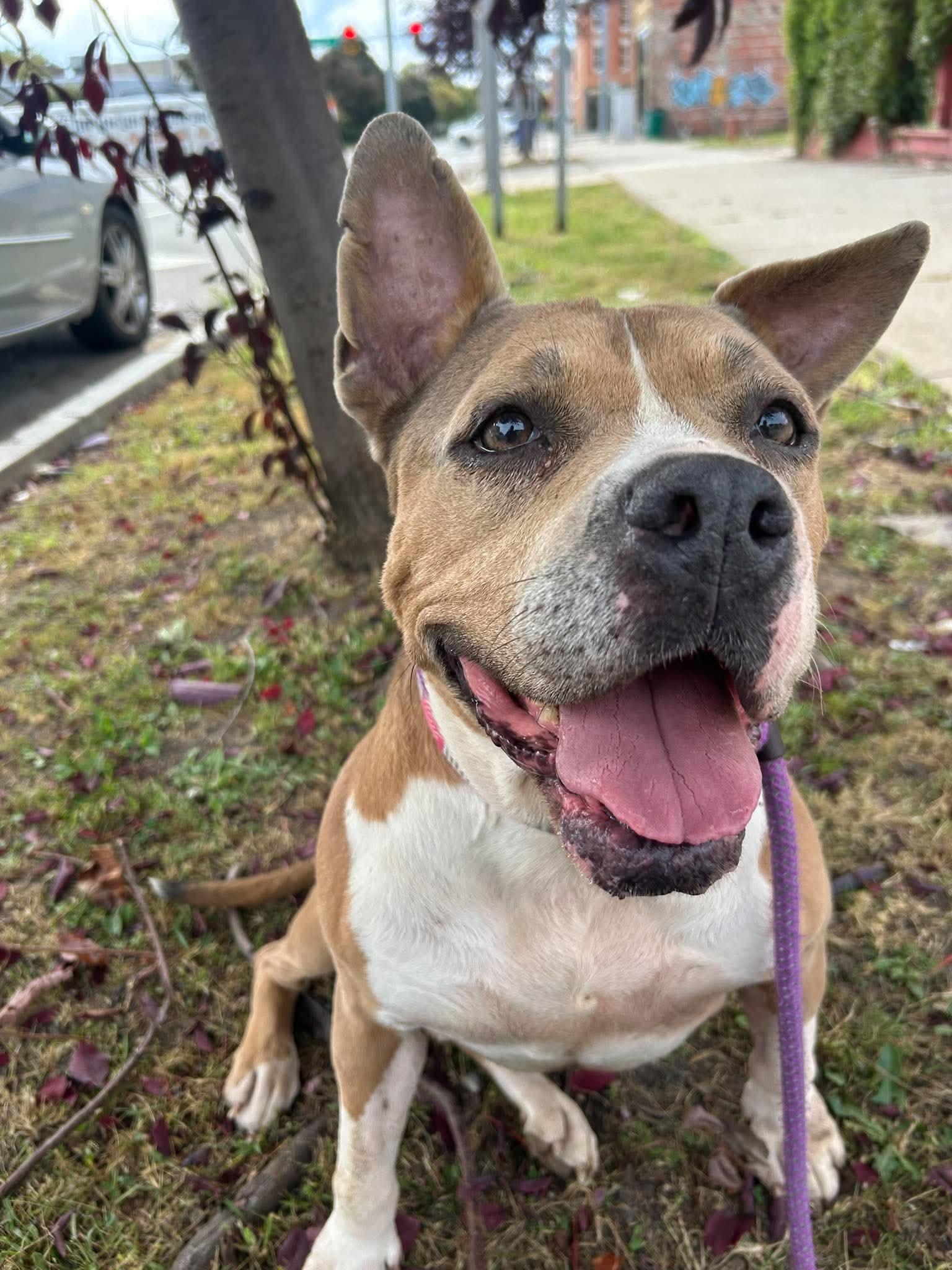 Enlarge Moira, a Adoptable mixed breed in Buffalo, NY image 6/6