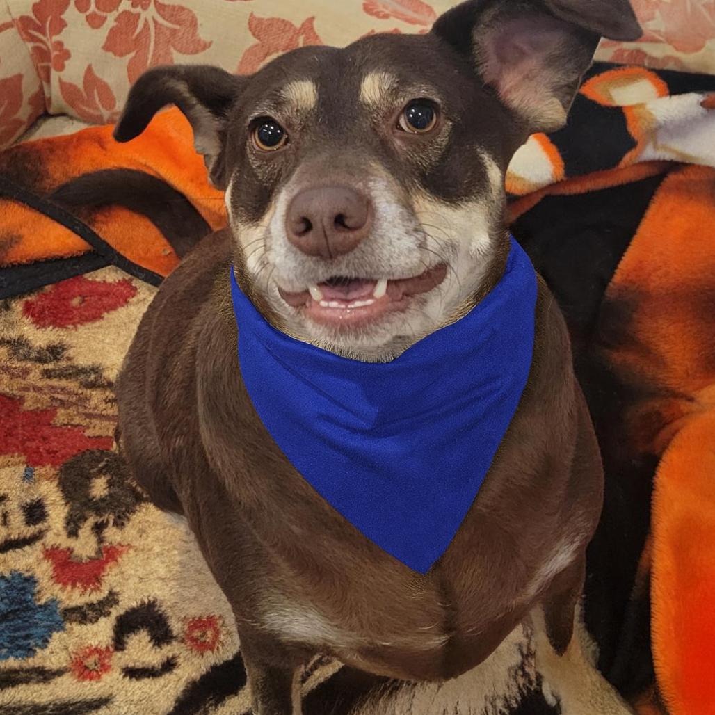 Enlarge Flower, a Adoptable Terrier in Vallejo, CA image 1/4