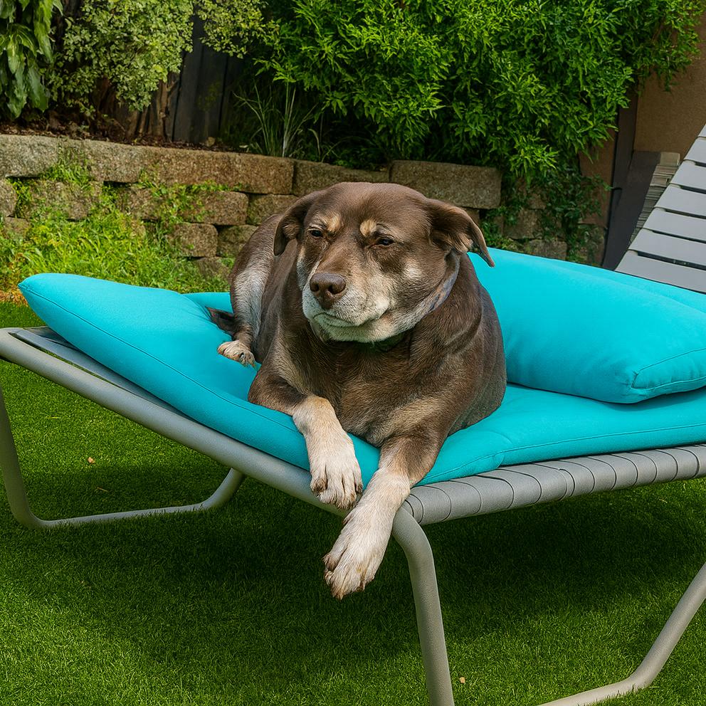 Enlarge Flower, a Adoptable Terrier in Vallejo, CA image 2/4