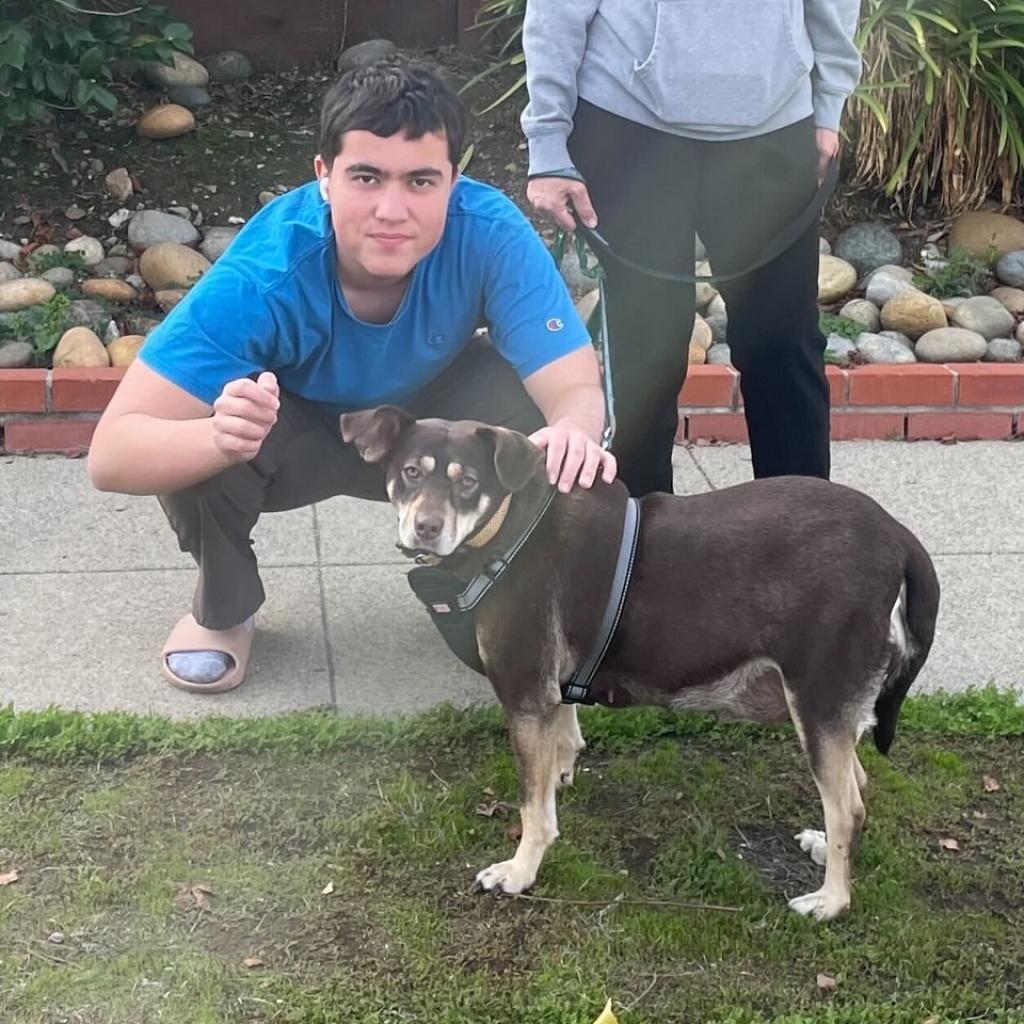 Enlarge Flower, a Adoptable Terrier in Vallejo, CA image 3/4