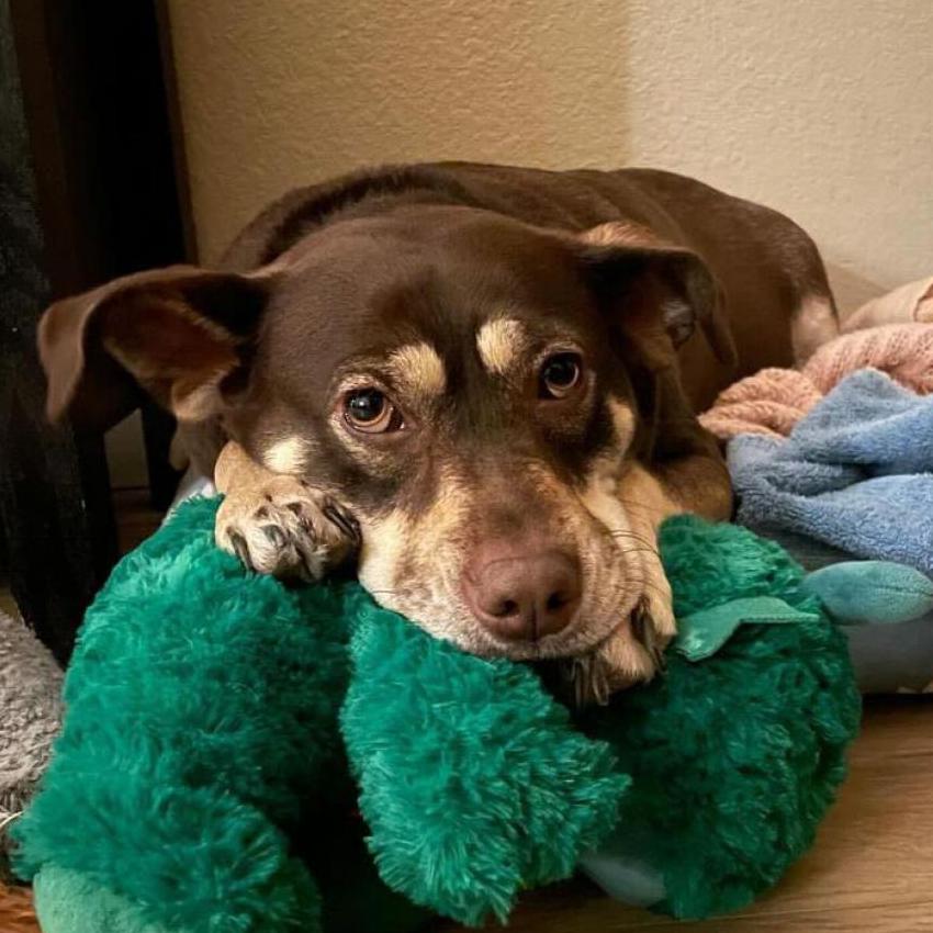 Enlarge Flower, a Adoptable Terrier in Vallejo, CA image 4/4