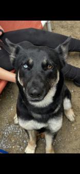 Adoption fee includes age-appropriate vaccinations spayneuter heartworm test and microchip Dog