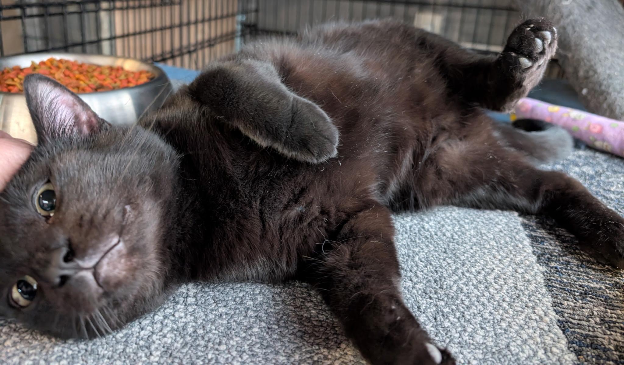 Enlarge Mister, a Adopted American Shorthair in Milbank, SD image 1/3