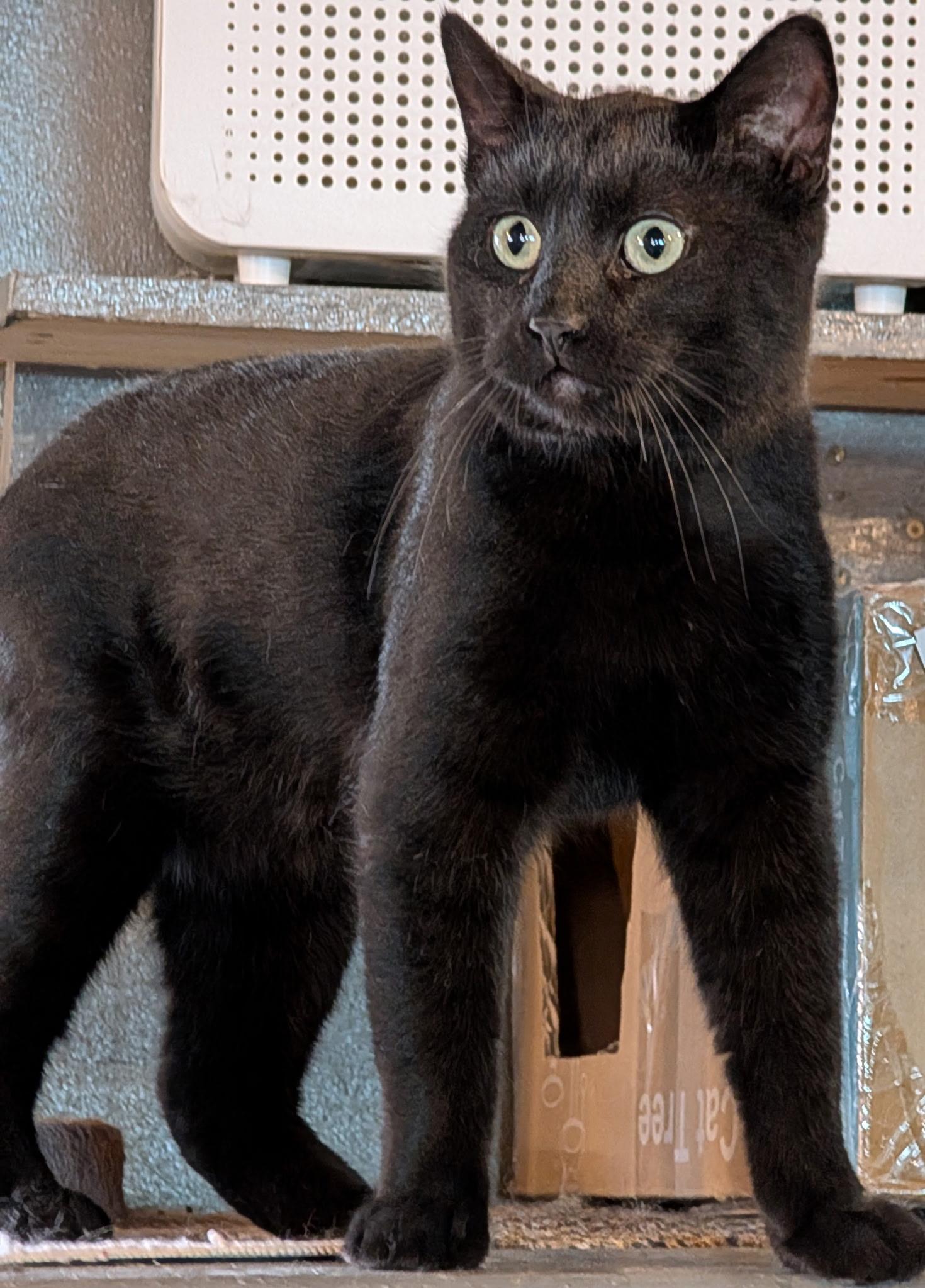 Enlarge Mister, a Adopted American Shorthair in Milbank, SD image 3/3