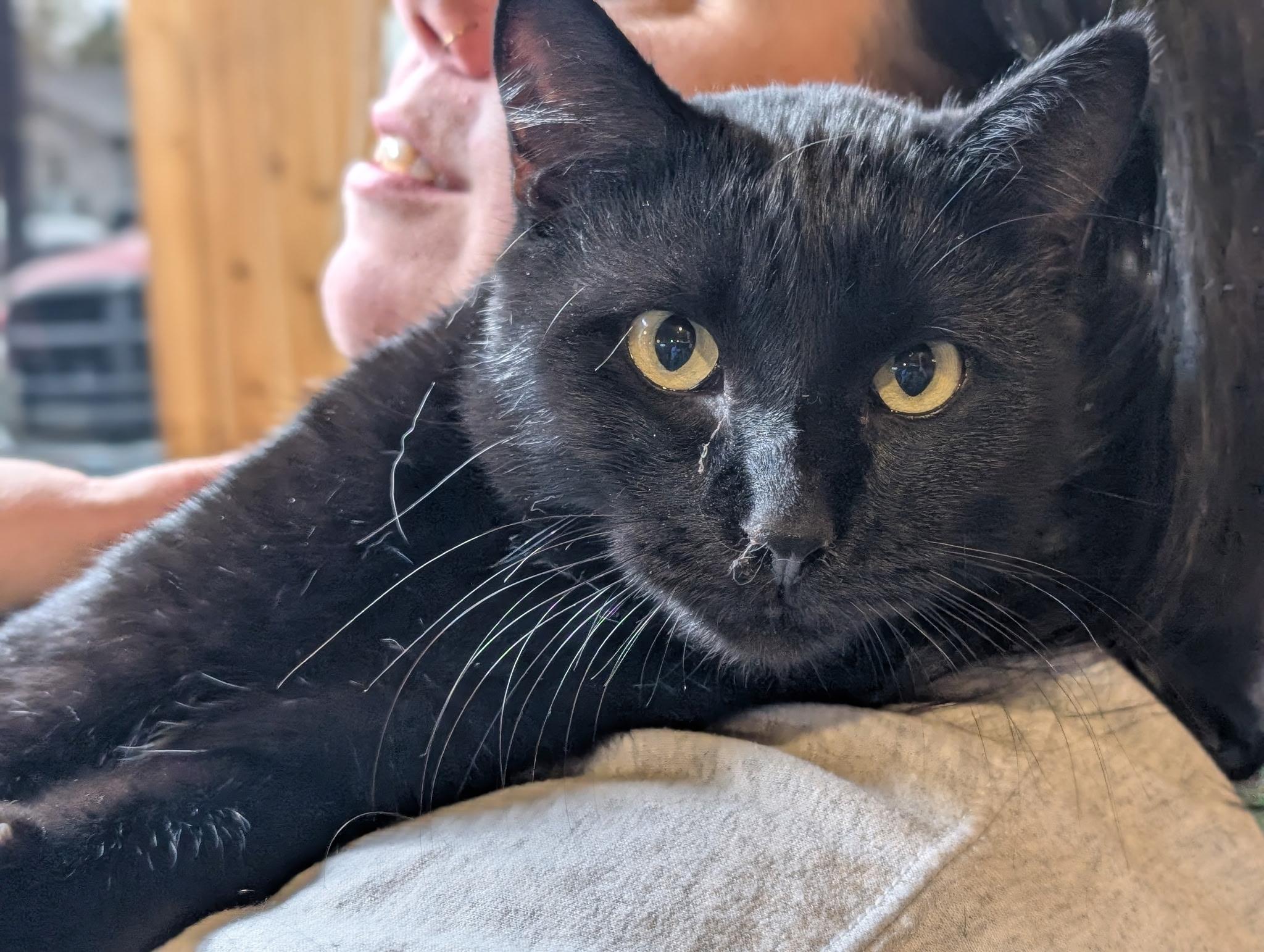 Enlarge Mister, a Adopted American Shorthair in Milbank, SD image 2/3