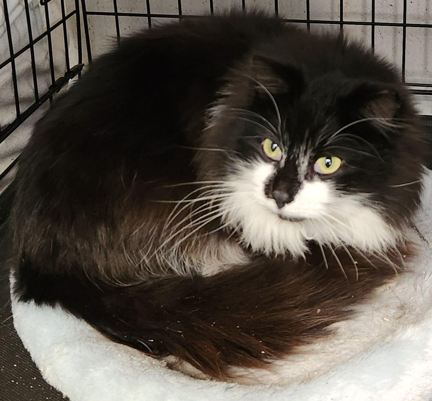 Enlarge Vespa, a Adoptable Domestic Long Hair in Mansfield Center, CT image 1/1