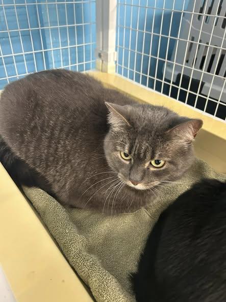Wasabi, ADOPTABLE, Adult Female Domestic Short Hair.