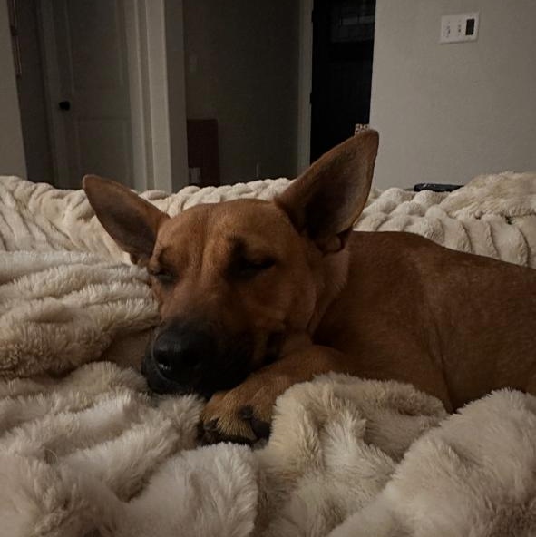 Penelope, an adopted mixed breed in CORPUS CHRISTI, TX image 4/4