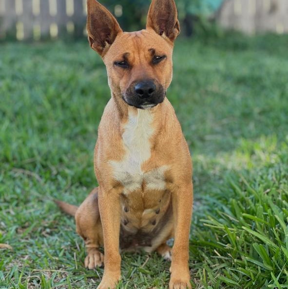 Penelope, an adopted mixed breed in CORPUS CHRISTI, TX image 2/4