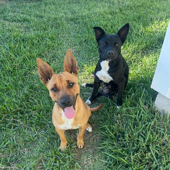 Penelope, an adopted mixed breed in CORPUS CHRISTI, TX image 3/4