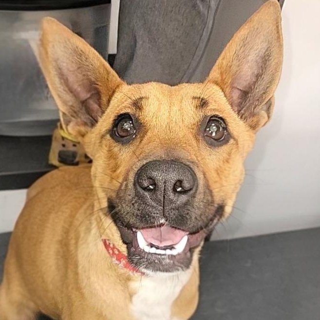 Penelope, adopted, Adult Female Cattle Dog & Black Mouth Cur.
