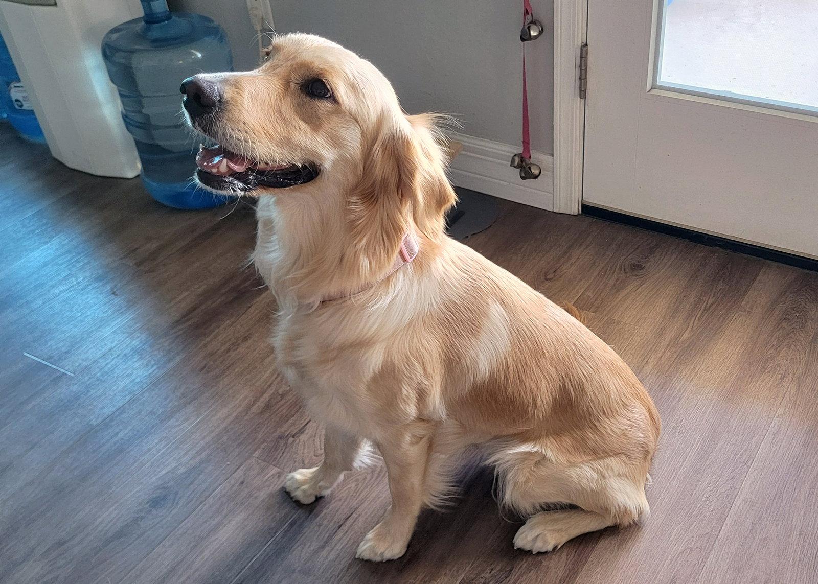 Honey, Adoptable, Young Female Golden Retriever.
