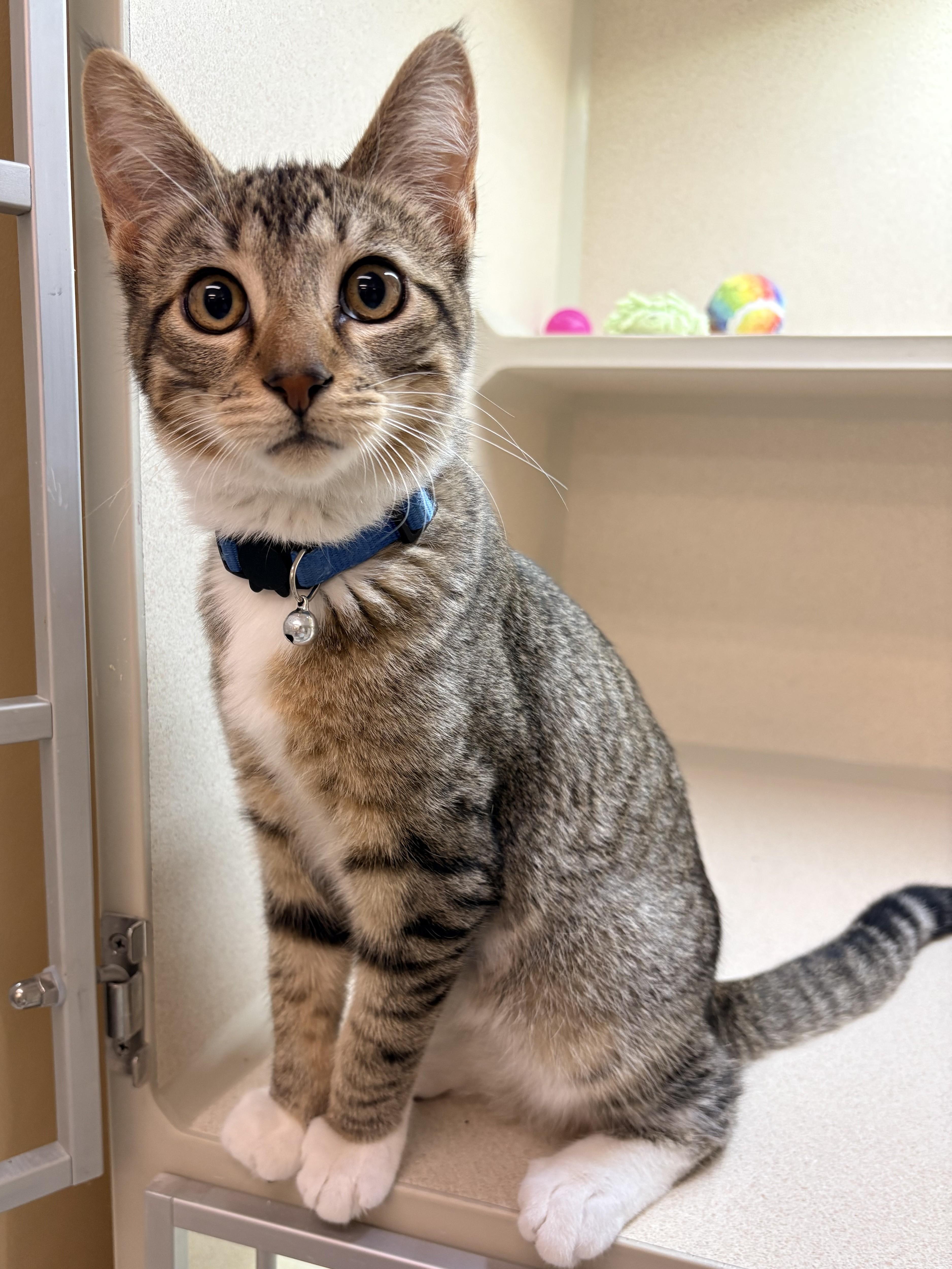 Snickers, adopted, Kitten Male Domestic Short Hair.