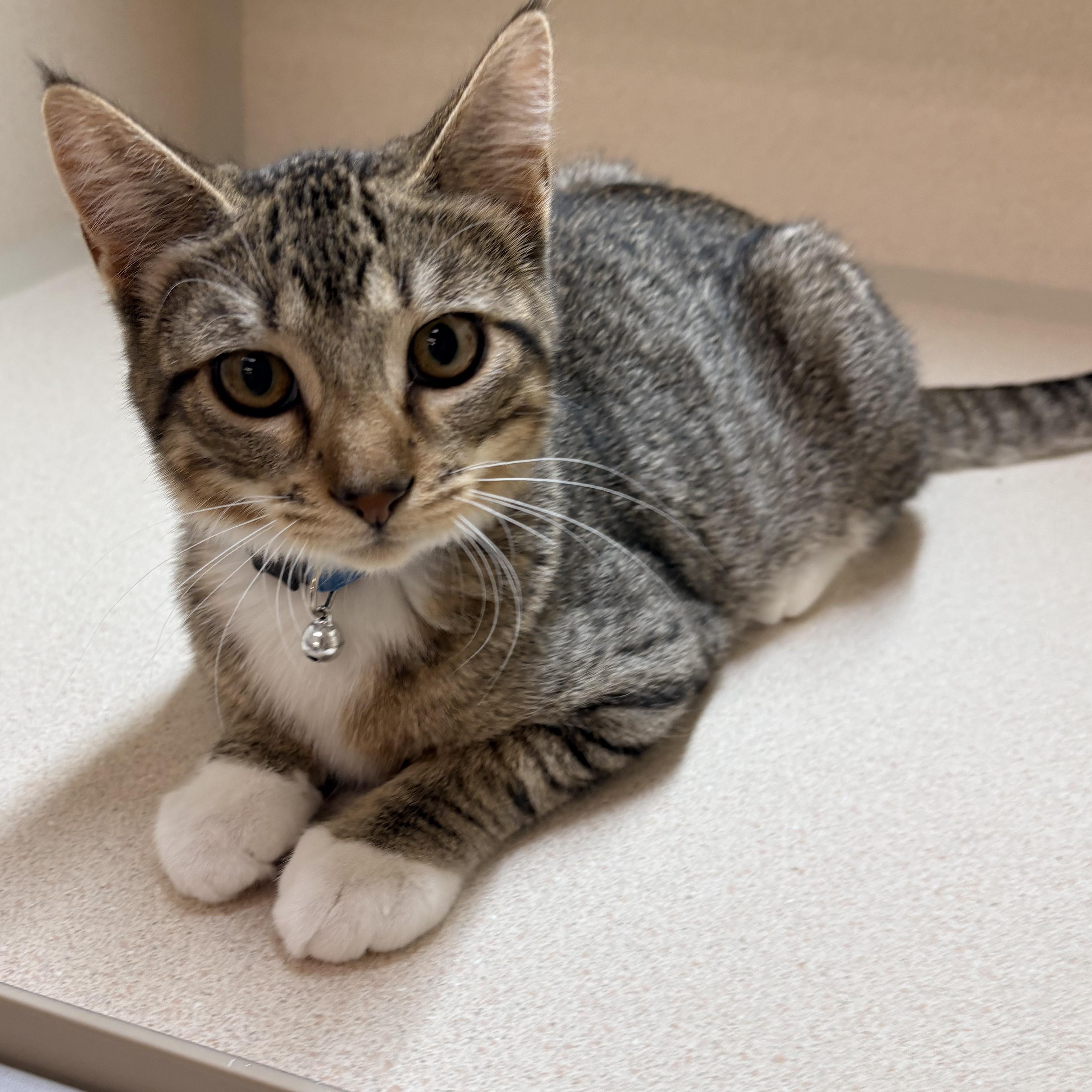 Snickers, an adopted Domestic Short Hair in Quincy, CA image 2/5