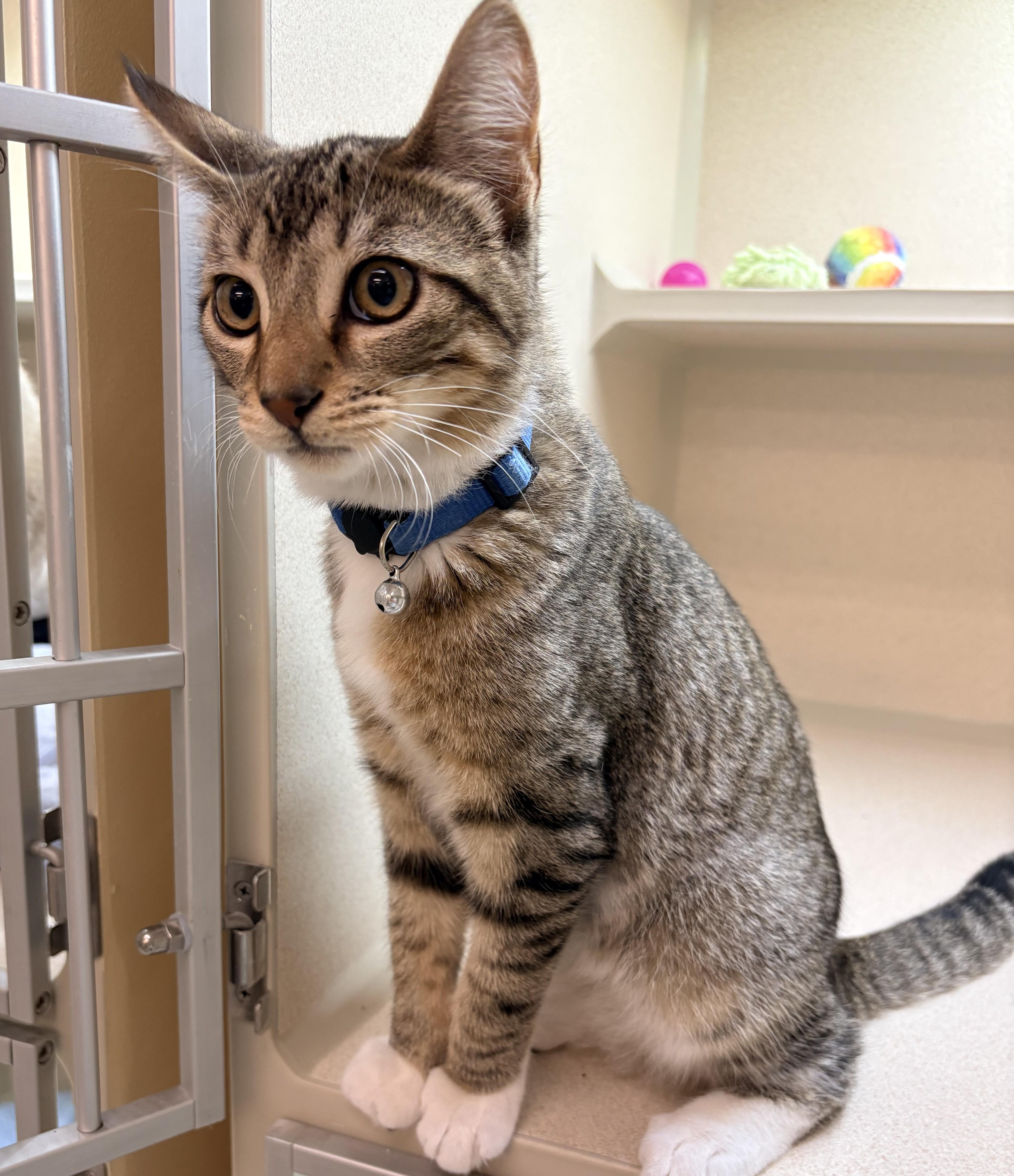 Snickers, an adopted Domestic Short Hair in Quincy, CA image 5/5