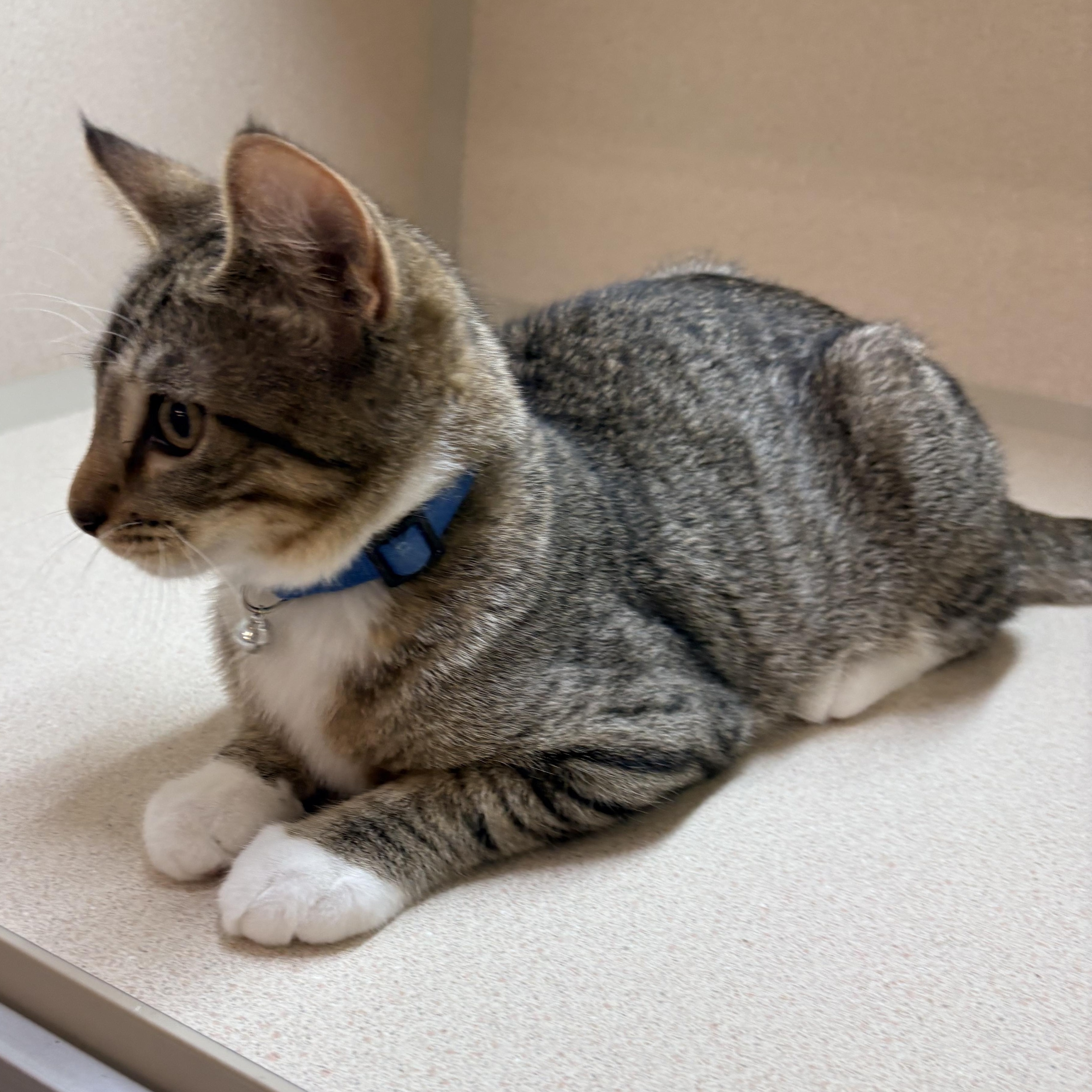 Snickers, an adopted Domestic Short Hair in Quincy, CA image 4/5
