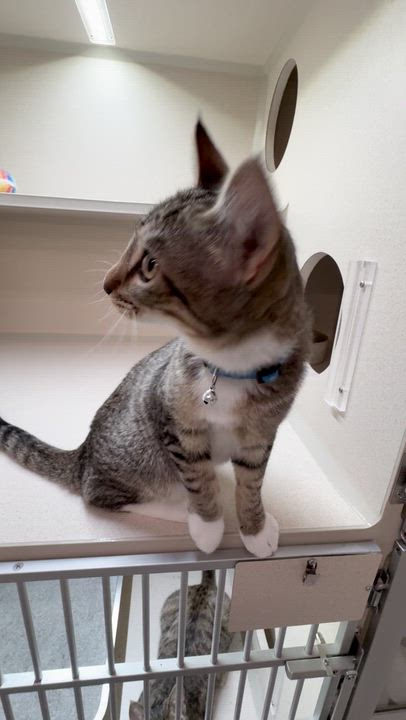Enlarge Snickers, an adopted Domestic Short Hair in Quincy, CA video 3/5
