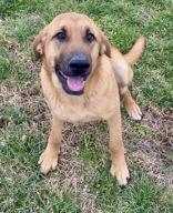 Lady, an adopted mixed breed in Glasgow, KY image 1/2