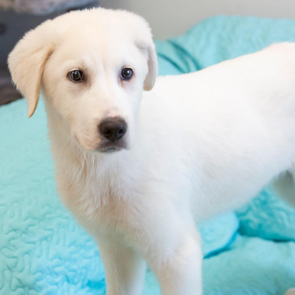 Enlarge Chilly, a Adoptable Mixed Breed in Cartersville, GA image 1/4