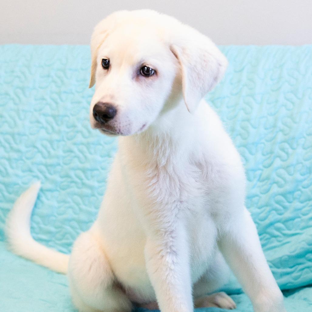 Enlarge Chilly, a Adoptable Mixed Breed in Cartersville, GA image 2/4