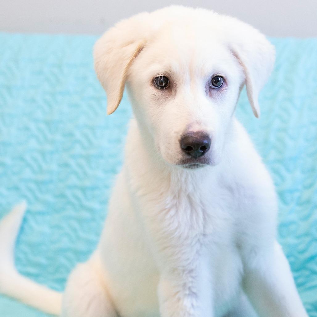 Enlarge Chilly, a Adoptable Mixed Breed in Cartersville, GA image 3/4