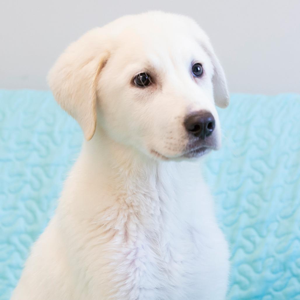 Enlarge Chilly, a Adoptable Mixed Breed in Cartersville, GA image 4/4