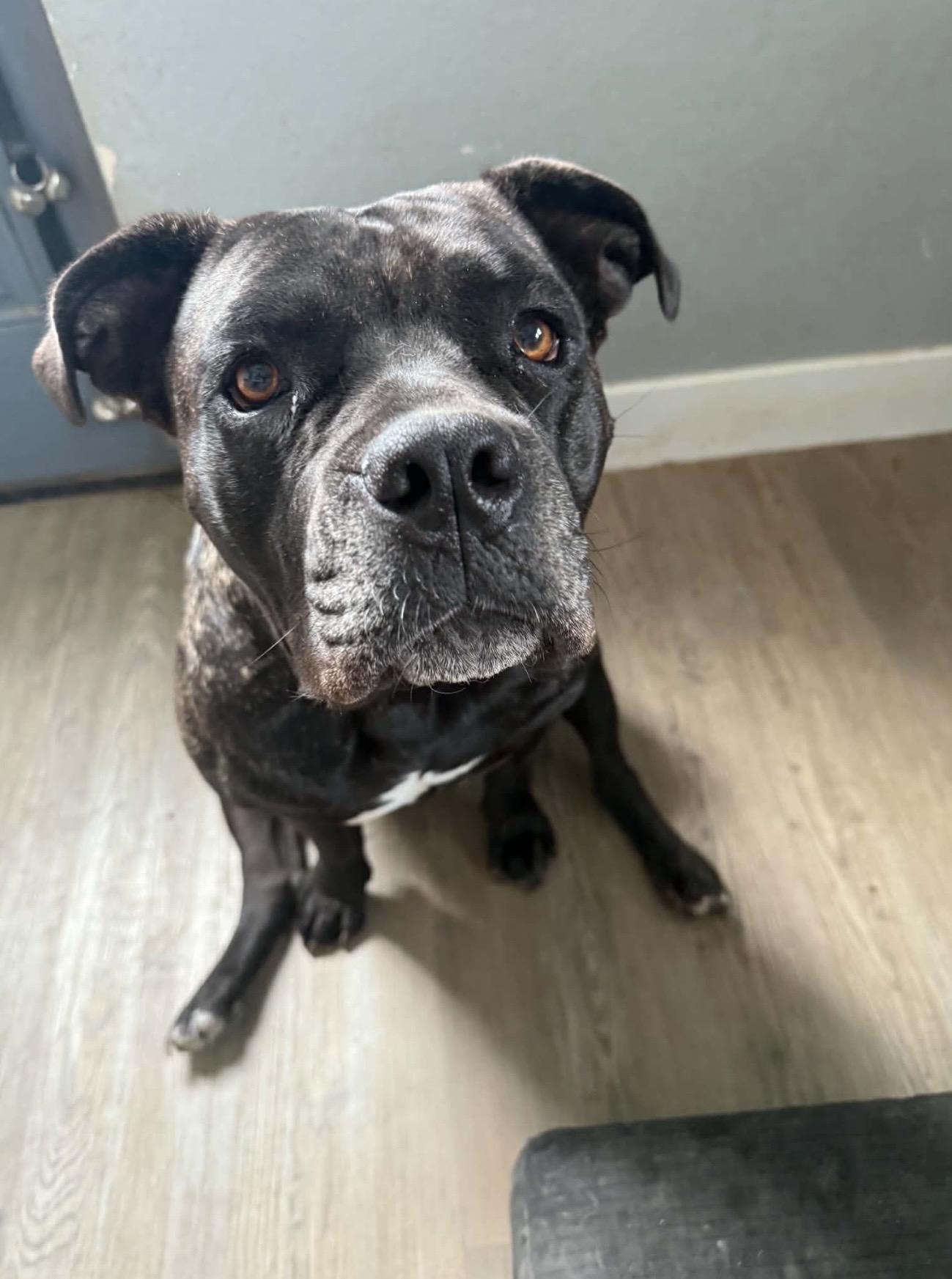 Roxy, ADOPTABLE, Adult Female American Bulldog & Mixed Breed.