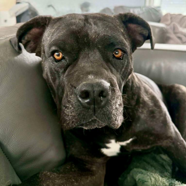 Enlarge Roxy, a ADOPTABLE mixed breed in Mead, CO image 2/2