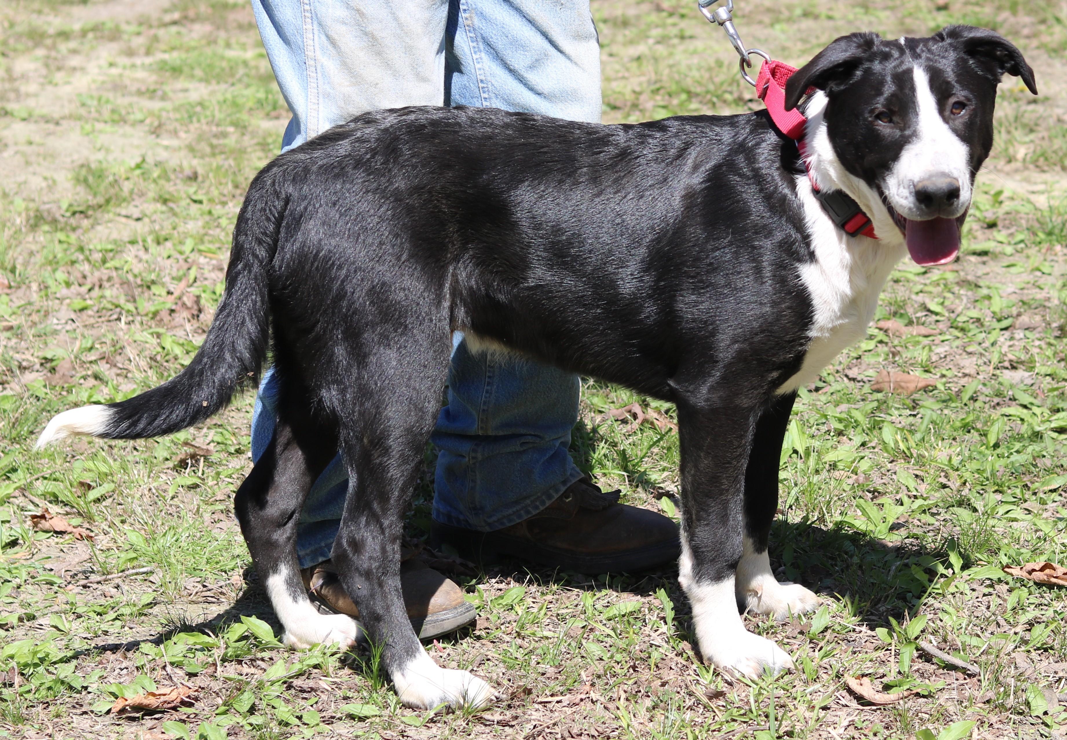 Enlarge Mavin, a ADOPTABLE mixed breed in Cedartown, GA image 3/3