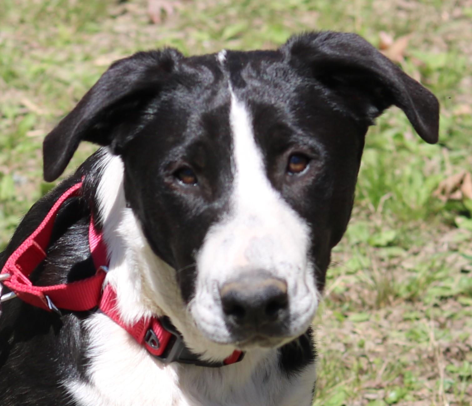 Mavin, ADOPTABLE, Young Male Border Collie & Retriever.