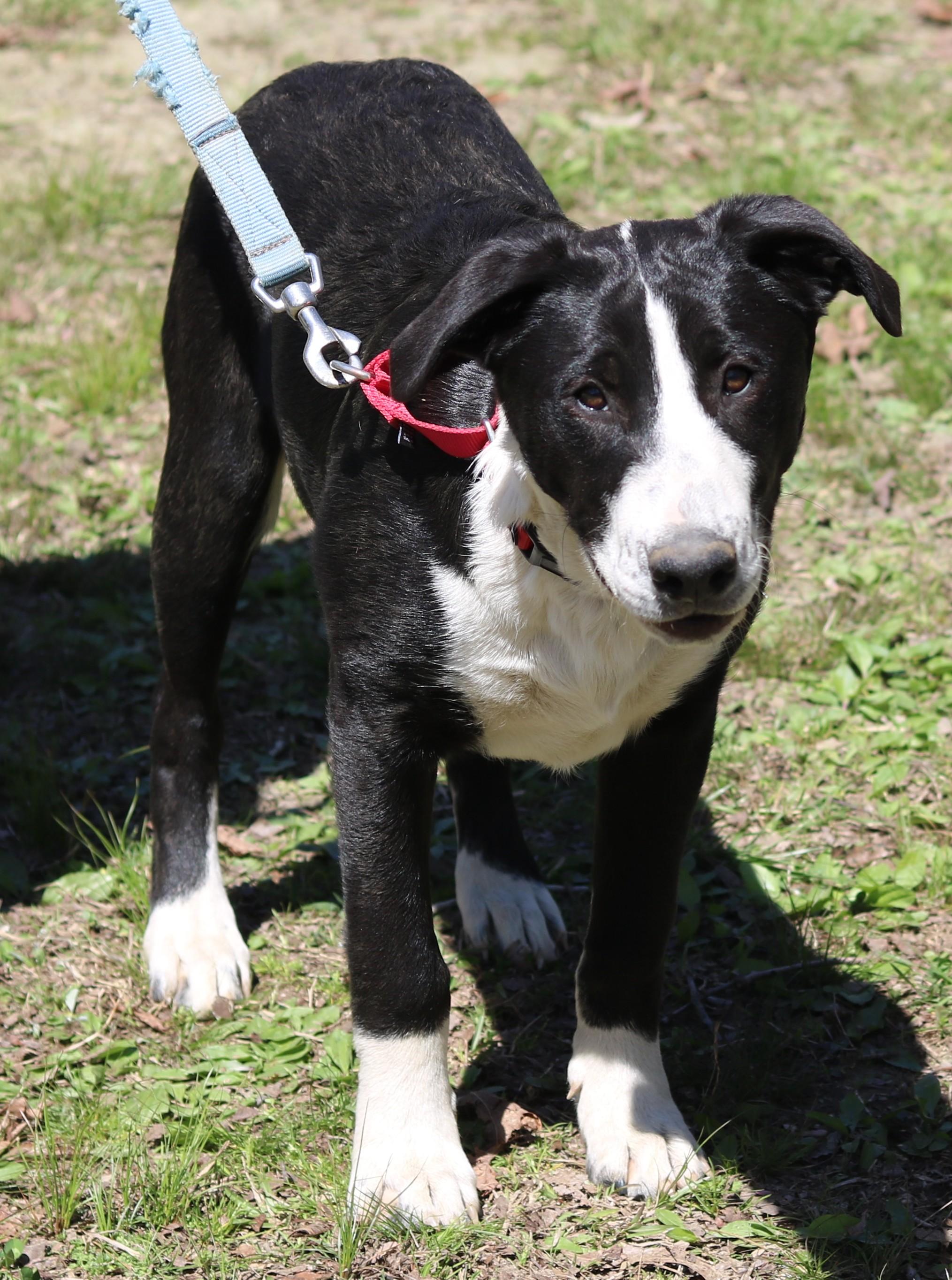 Enlarge Mavin, a ADOPTABLE mixed breed in Cedartown, GA image 2/3
