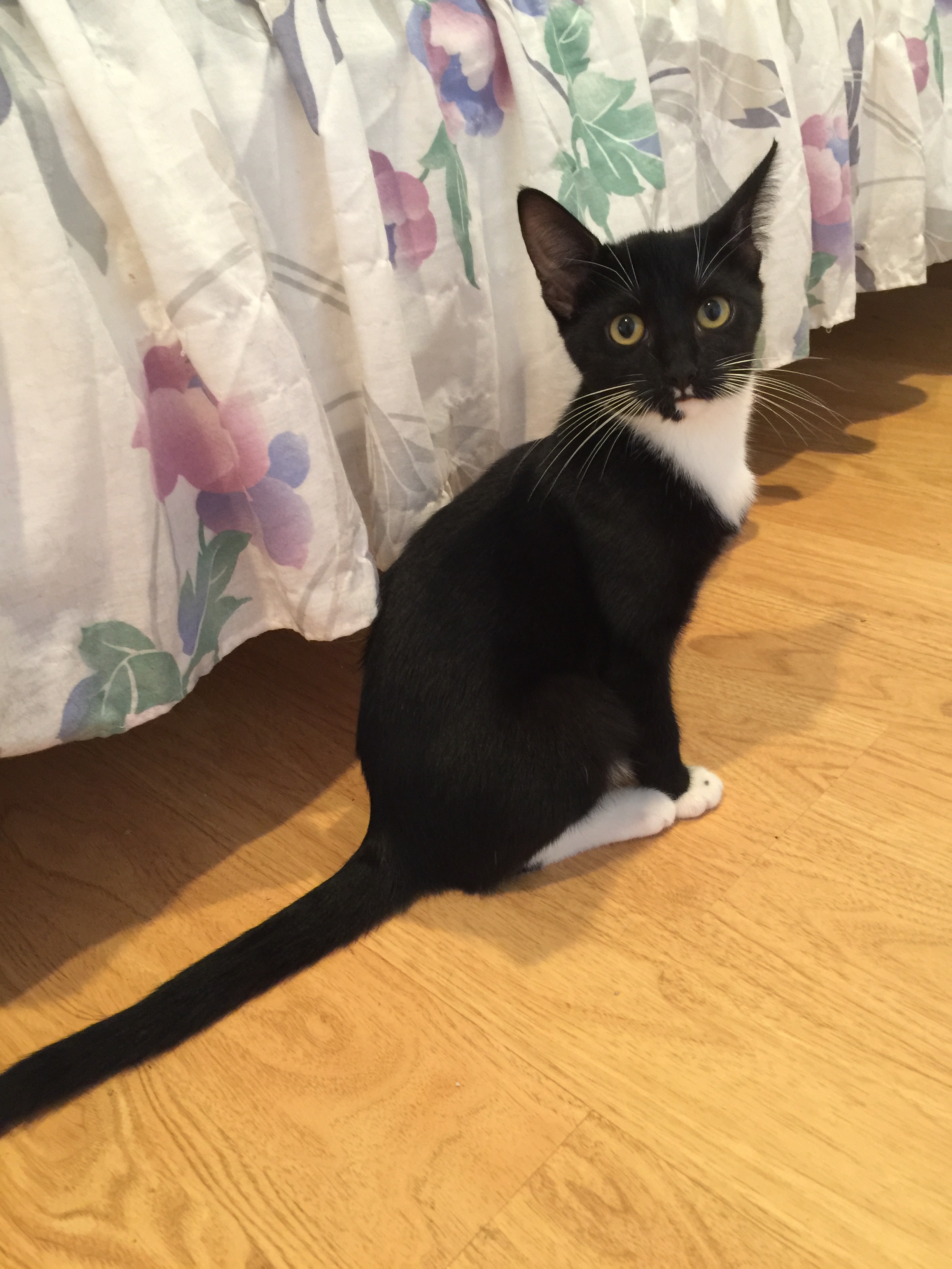 Libby, Adoptable, Adult Female Tuxedo & American Shorthair.