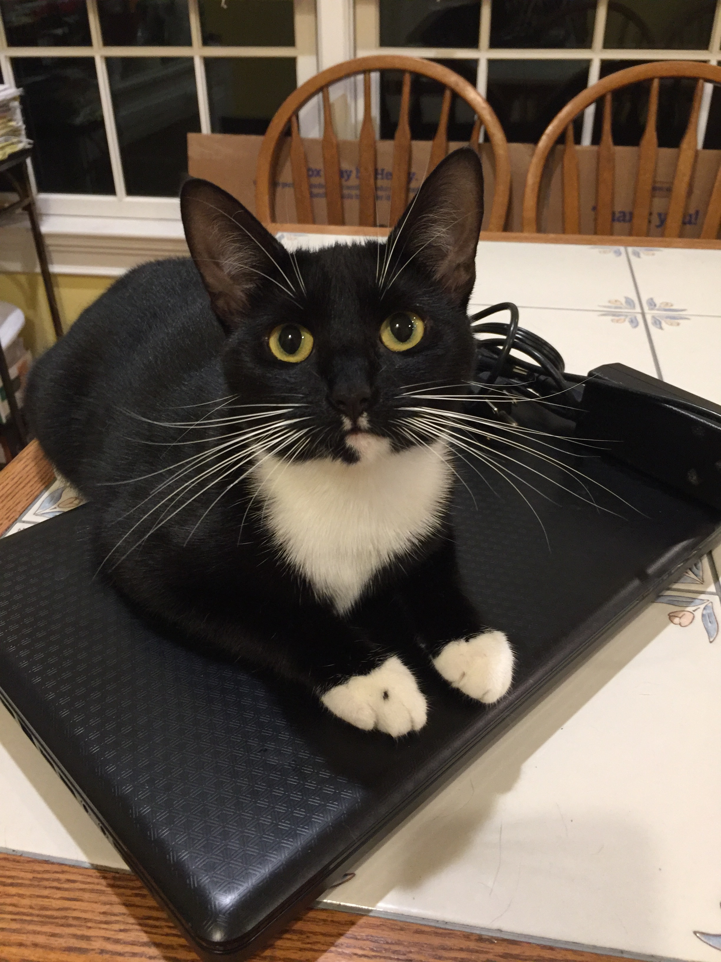 Enlarge Libby, a Adoptable mixed breed in Tifton, GA image 2/8