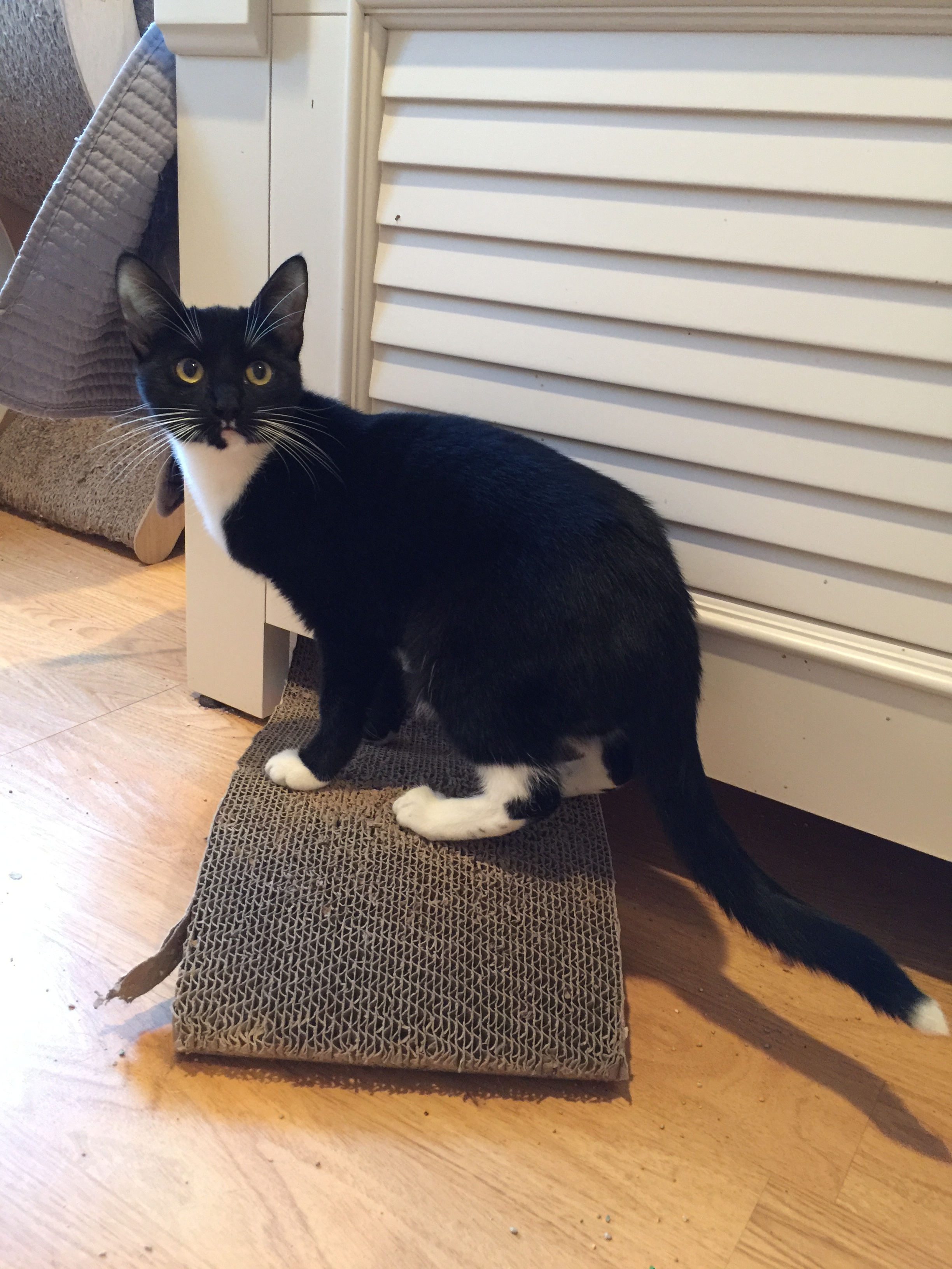 Enlarge Libby, a Adoptable mixed breed in Tifton, GA image 3/8