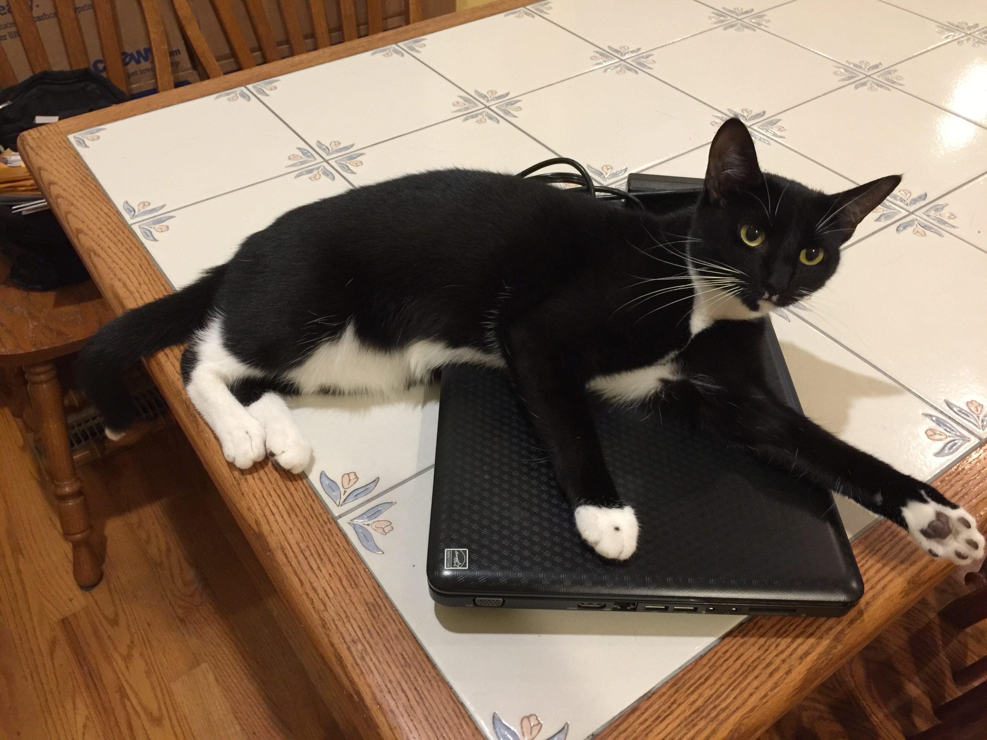 Enlarge Libby, a Adoptable mixed breed in Tifton, GA image 4/8