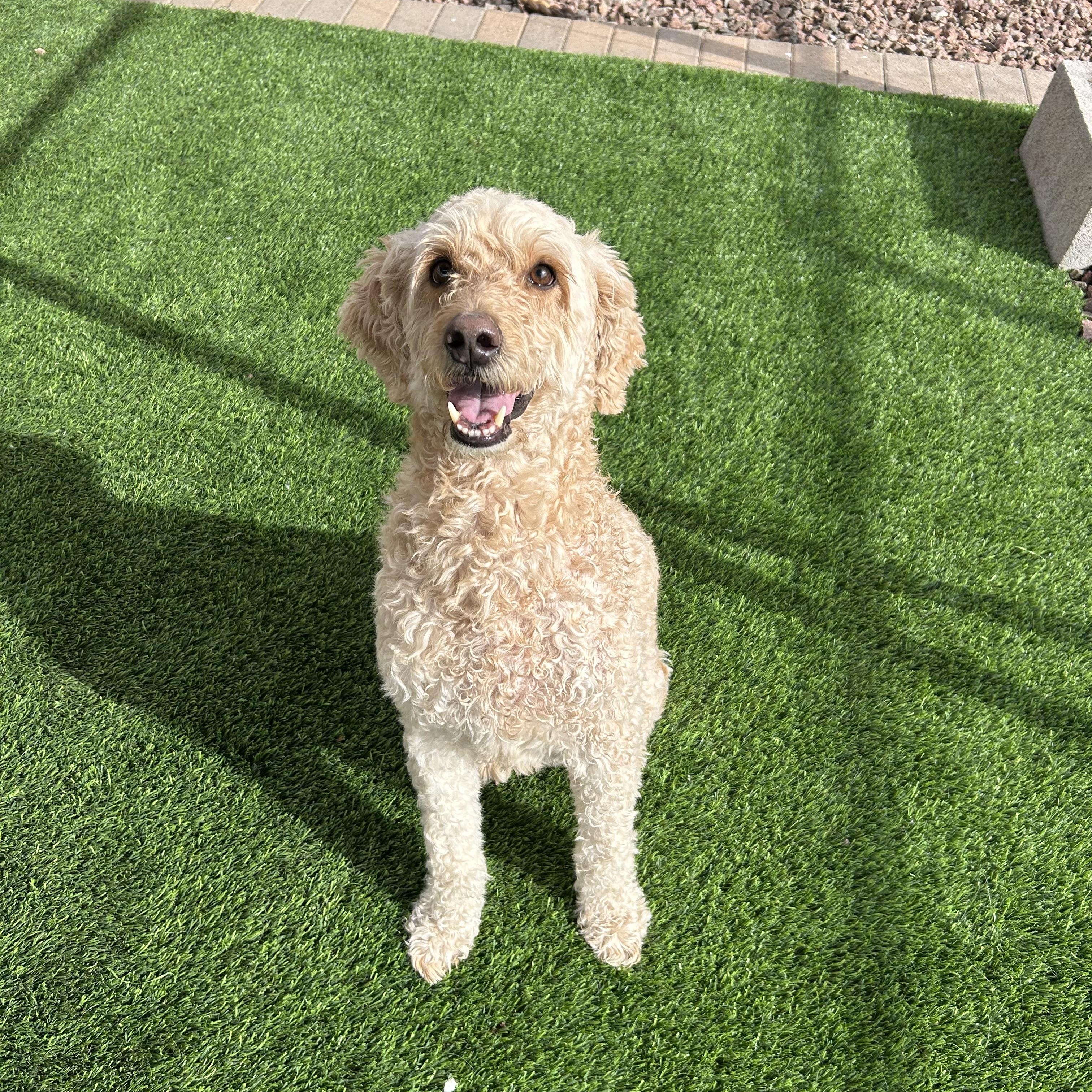 Boomer, adopted, Adult Male Goldendoodle.