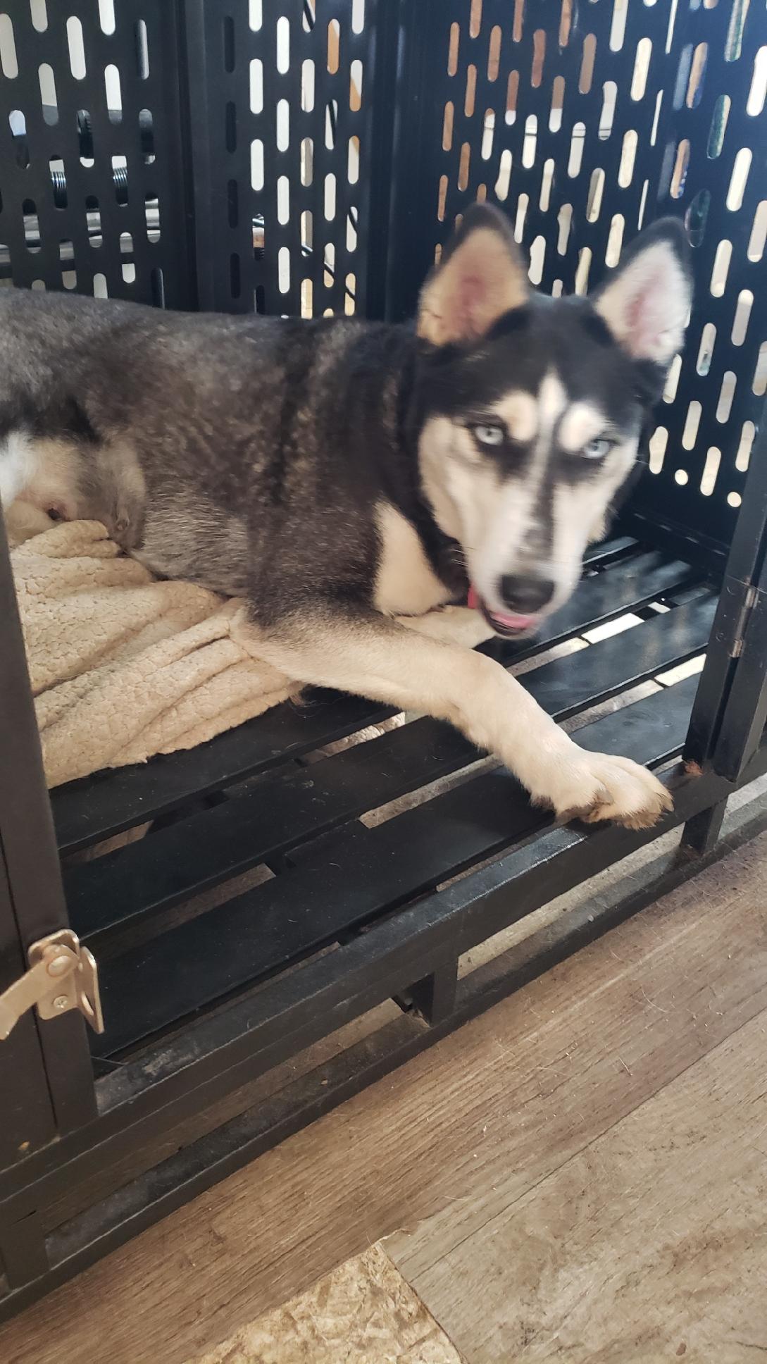 Dog for adoption Farrah, a Siberian Husky in Florence, KY Petfinder