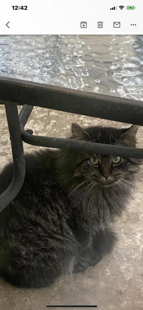 CC Fluffy INT24, Adopted, Adult Male Maine Coon & Domestic Long Hair.