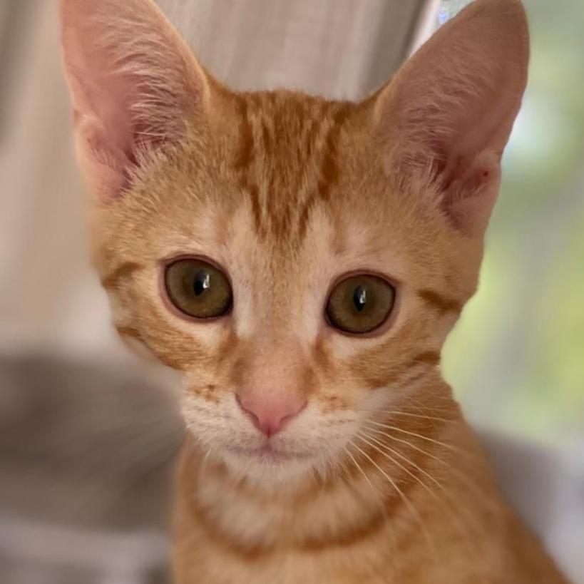 Jett, Adoptable, Young Male Domestic Short Hair.