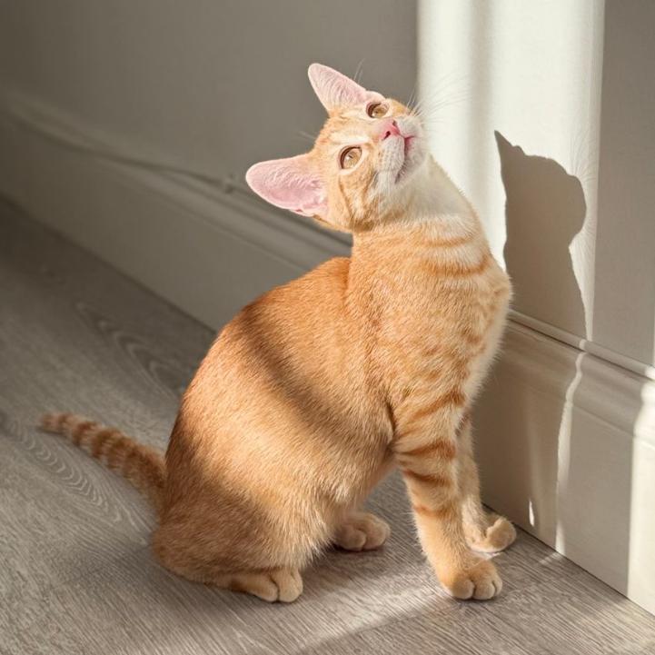 Enlarge Jett, a Adoptable Domestic Short Hair in Parkland, FL image 2/2