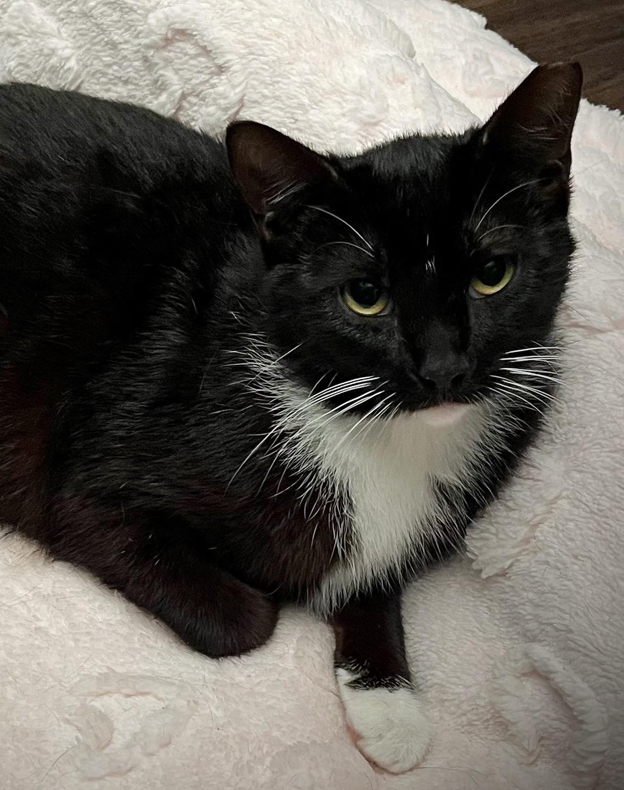 Snickers C Bell, Adoptable, Adult Female Tuxedo.
