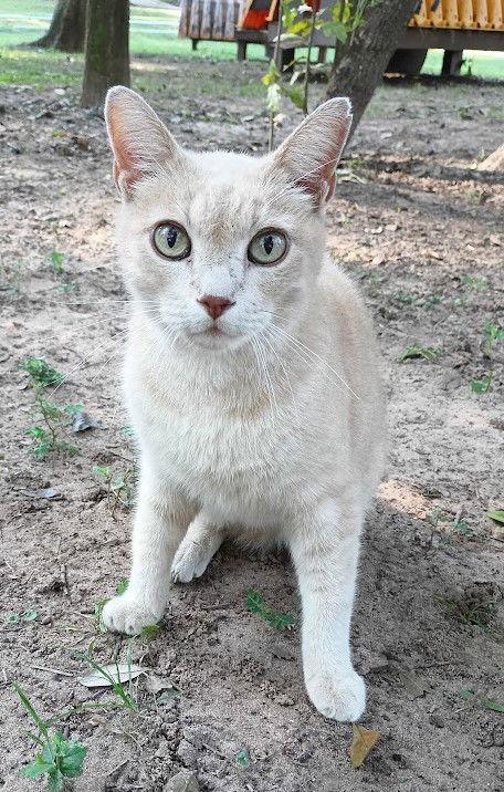 Buddy, Adoptable, Adult Male Domestic Short Hair & Tabby.