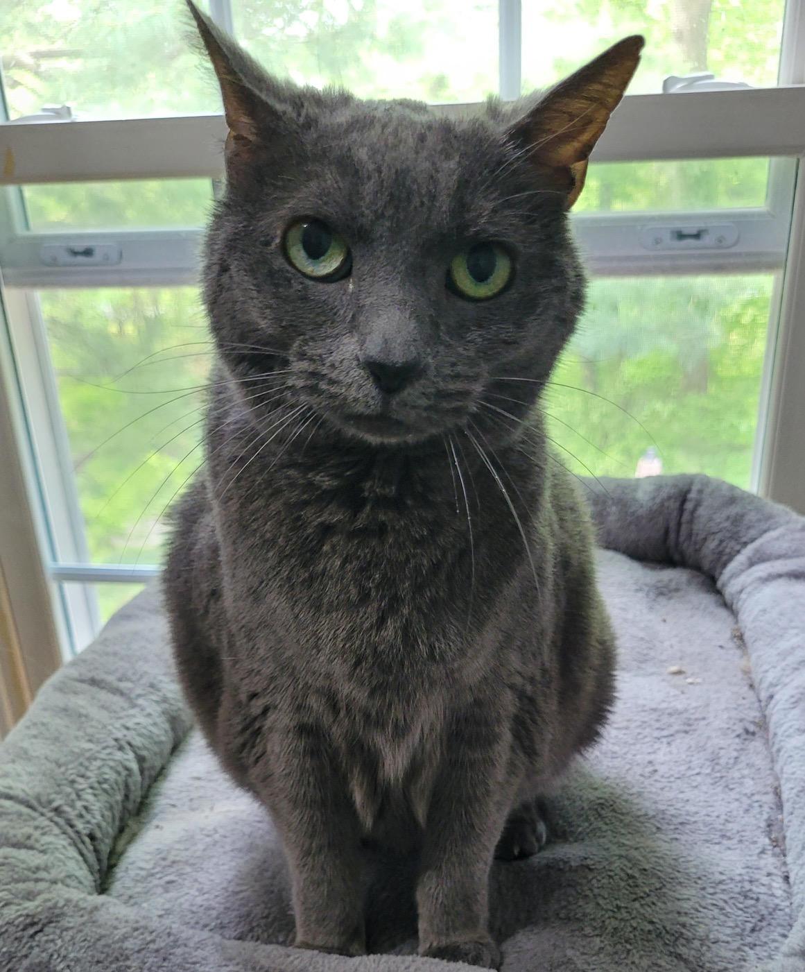 Haley, a ADOPTABLE Domestic Short Hair in Washington Grove, MD image 1/3