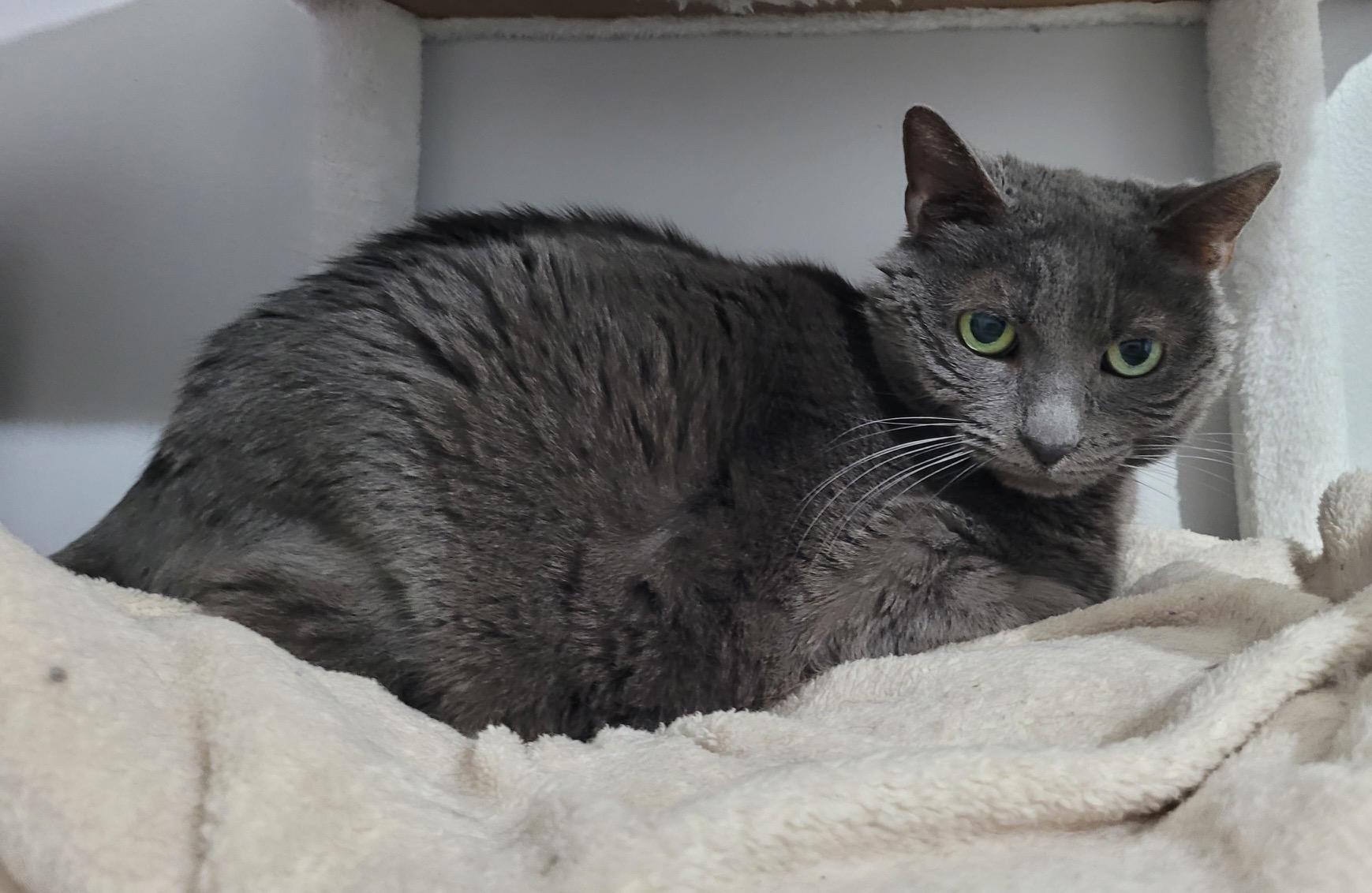 Haley, a ADOPTABLE Domestic Short Hair in Washington Grove, MD image 2/3