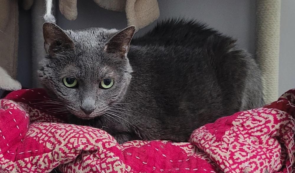 Haley, a ADOPTABLE Domestic Short Hair in Washington Grove, MD image 3/3