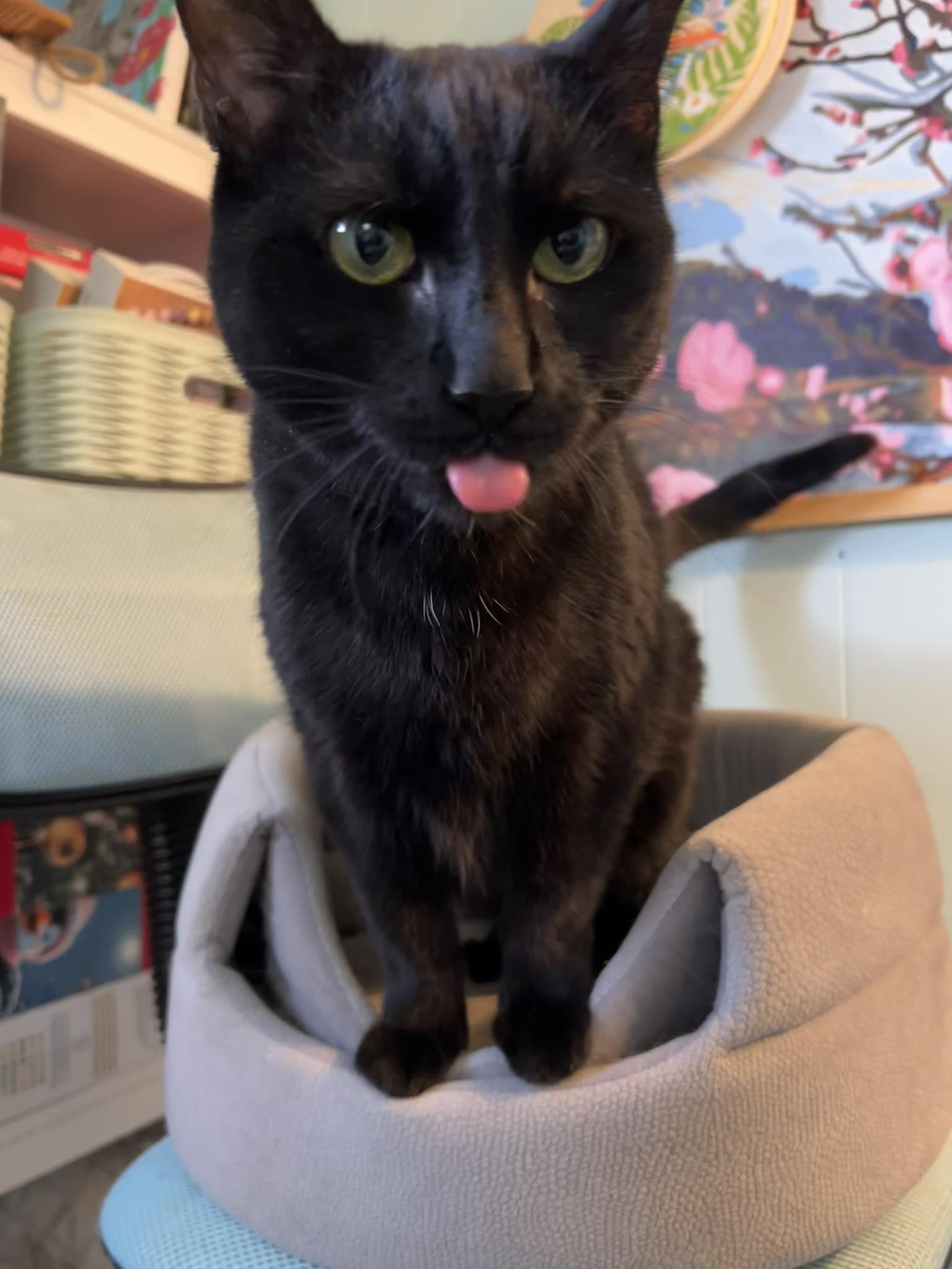 Nisha, ADOPTABLE, Adult Female Domestic Short Hair.