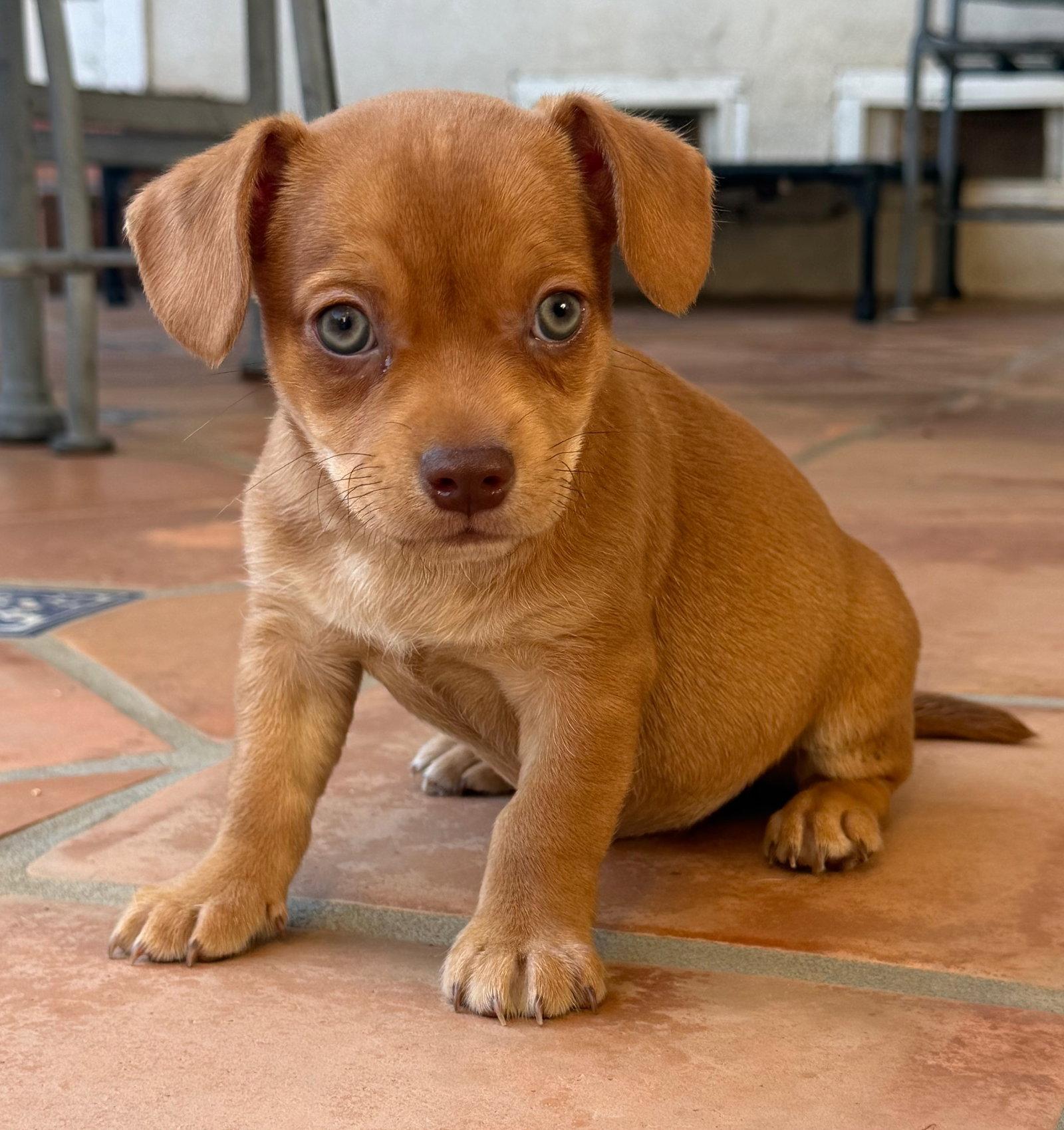 Rowan, a Adoptable Terrier in Capistrano Beach, CA image 2/3